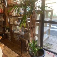 ドラセナ　の画像