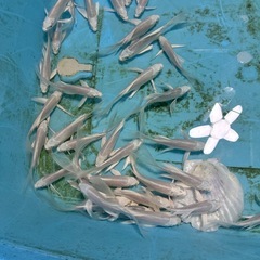 ヒレナガ錦鯉　の画像