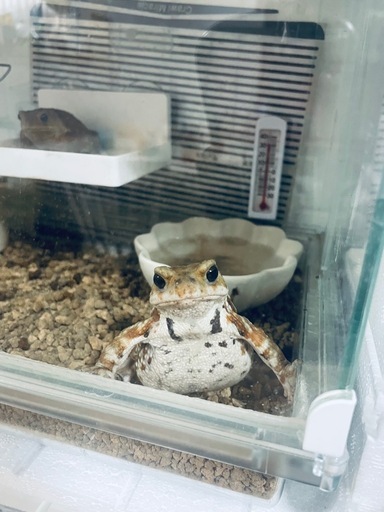 ミヤコヒキガエル(生体2匹セット) 里親募集！