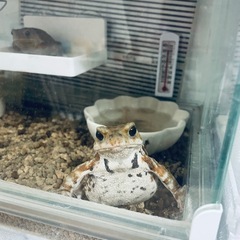 ミヤコヒキガエル(生体2匹セット) 里親募集！の画像
