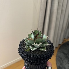 Agave titanota 姫厳竜（子株付き）の画像
