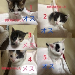 子猫 生後1ヶ月