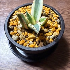 アガベ　チタノタ　スナグルトゥースの画像