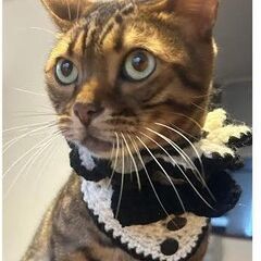 ベンガルキャット８歳オス