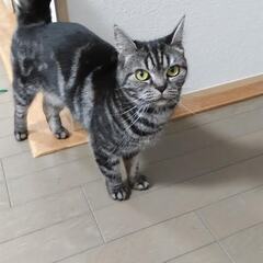 スコティッシュフォールド♀ 3歳です