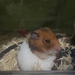ハムスター(オス）