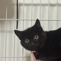 コロコロの黒猫ちゃん るなちゃん