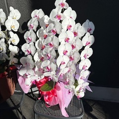 胡蝶蘭 2鉢セットの画像