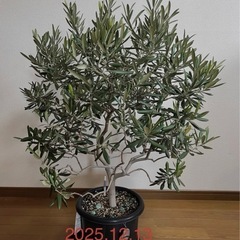 オリーブの木🫒