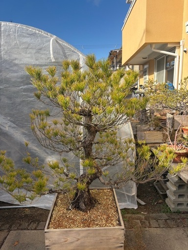 大阪北部にて引き取り限定】黒松盆栽 (山人) 妙見口のその他の中古