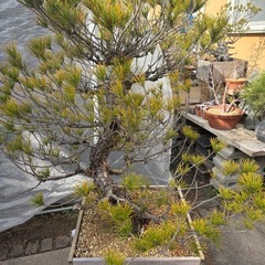 【大阪北部にて引き取り限定】黒松盆栽の画像