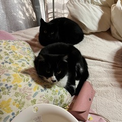 甘えん坊な白黒姉妹