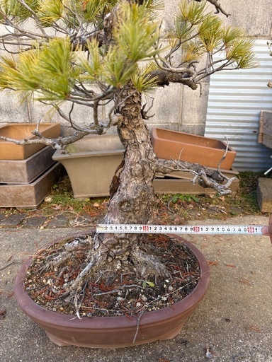 卸売 【大阪北部にて引き取り限定】五葉松盆栽