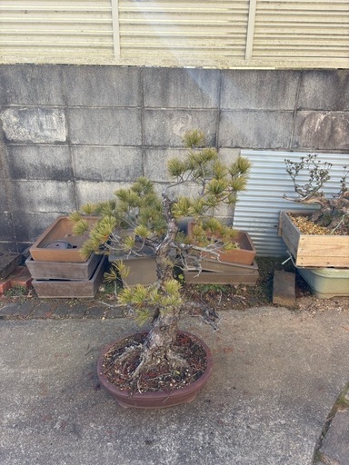【大阪北部引き取り限定】瑞祥　盆栽　五葉松 卸売 【大阪北部にて引き取り限定】五葉松盆栽