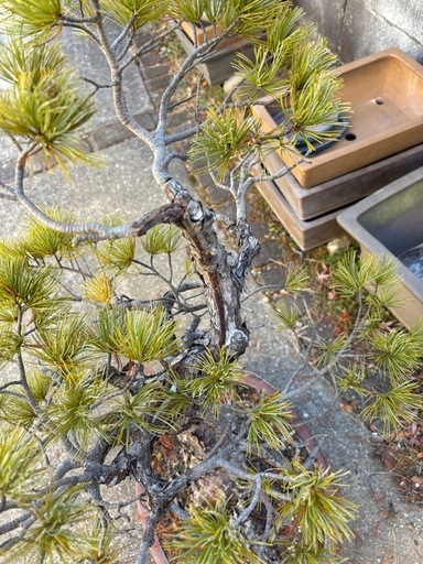 卸売 【大阪北部にて引き取り限定】五葉松盆栽