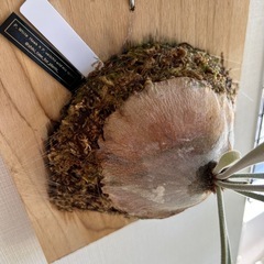 ビカクシダ、ホワイトホーク×ヴィーチーワイルド、sporeの画像