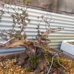 【大阪北部にて引き取り限定】さつき盆栽の画像