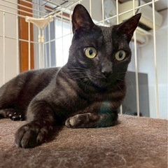 ブラックスモーク　メス