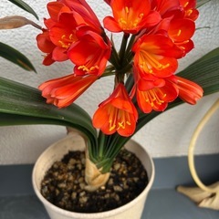 クンシラン　鉢植え　①の画像