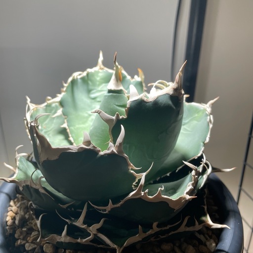 コレクション株⭐️アガベ　チタノタ　白鯨　鉢ごと❗️タグ付き❗️【49】 アガベ チタノタ 白鯨 子株 鉢付き（WW-15） | アガベ専門店