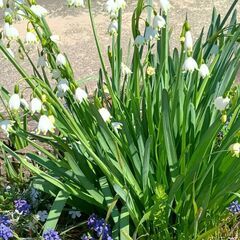 スノーフレーク　球根　白色差し上げますの画像