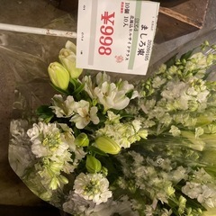 20260106セット束　ましろ束