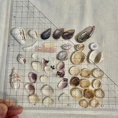 日本の海で拾った貝殻類（小）の画像