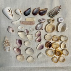 日本の海で拾った貝殻類（小）の画像