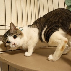 シロキジの猫ちゃん