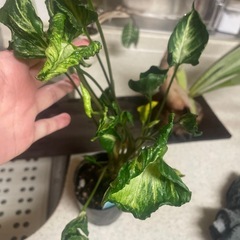 観葉植物　
シンゴニウム　シュリンクハート　　ポットごと　の画像