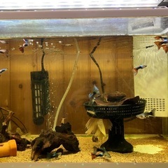 淡水魚　水槽一式
の画像