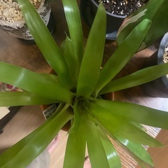 観葉植物　インコアナナス　鉢ごとお渡しの画像