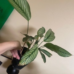 観葉植物　黒ポットごとお渡し　カラテア　エリプティカブッタタの画像