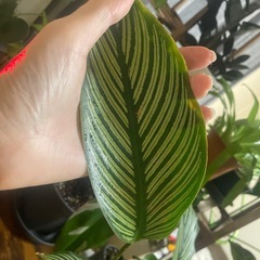 観葉植物　黒ポットごとお渡し　カラテア　エリプティカブッタタの画像