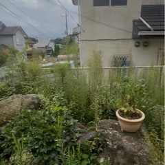 1月7日水曜日！現金4000円草抜き　場所　成田の画像