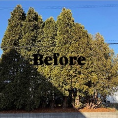 🉐3月~植木伐採🌲早期予約キャンペーン実施中‼️ ※枠が埋まり次...