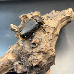 【即ブリ】DHヘラクレス♀60mm羽パカ値引き ※送料事前連絡にて変更可 ※直接受け渡しに変更可の画像