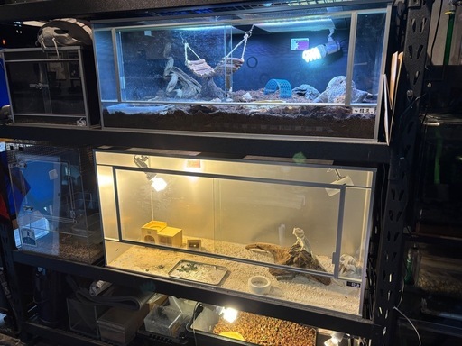 水槽　爬虫類