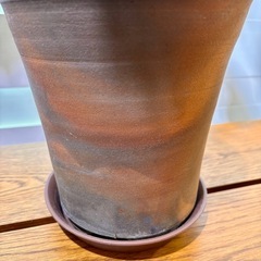 伝市鉢植え込み フィカス・ペティオラリス 塊根株の画像