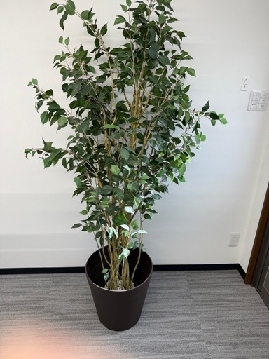 観葉植物フェイクグリーン（ニトリ）