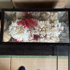 珊瑚の置物
の画像