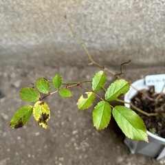 つる薔薇　バレリーナの画像