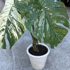 観葉植物、飾りです。の画像