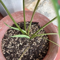 カラジュウムビコロール❓&蘭❓セット１６００円の画像