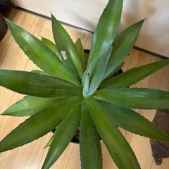 観葉植物 アガベ　の画像