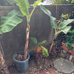 バナナの苗木の画像