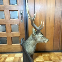 特大角 鹿の剥製 壁掛け／床置き 高さ約110cm 角約60cm ディスプレイの画像