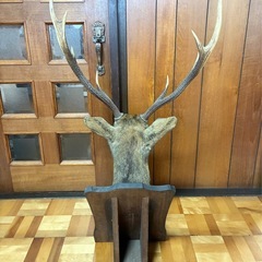 特大角 鹿の剥製 壁掛け／床置き 高さ約110cm 角約60cm ディスプレイの画像