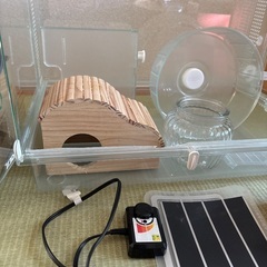 新春特別価格‼️ハムスター飼育セットの画像