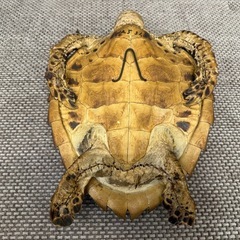 インテリア　オブジェの画像